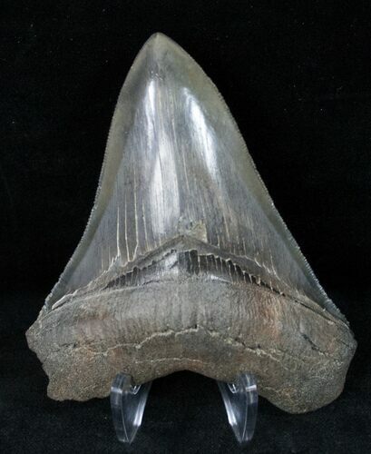 Fossil Megalodon Tooth - Medway Sound #12293